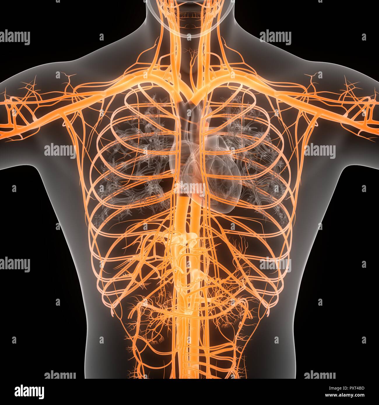 Les droits de l'anatomie du système circulatoire Banque D'Images Les droits de l'anatomie du système circulatoire Banque D'Images