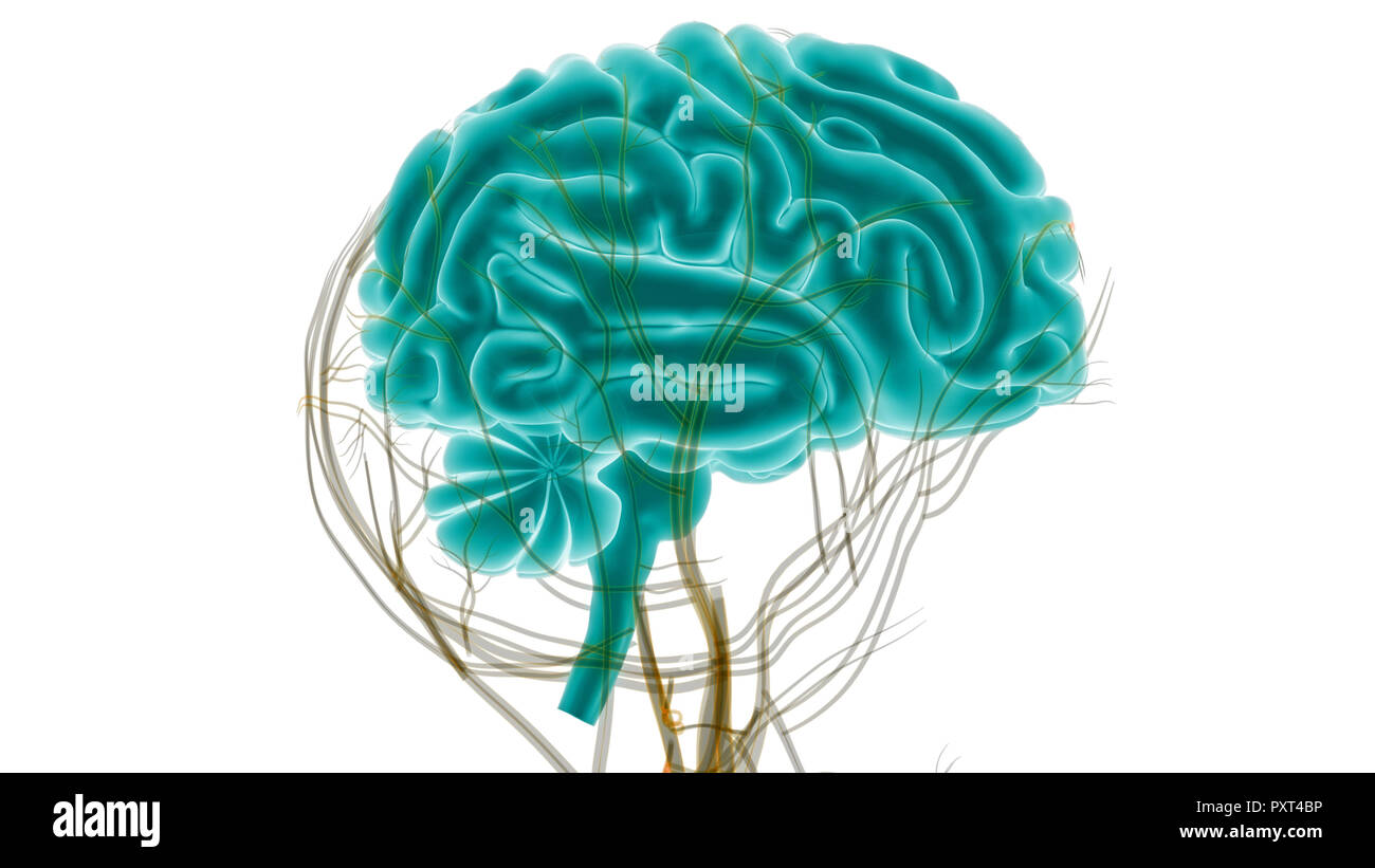 Cerveau humain avec l'anatomie du système circulatoire Banque D'Images Cerveau humain avec l'anatomie du système circulatoire Banque D'Images