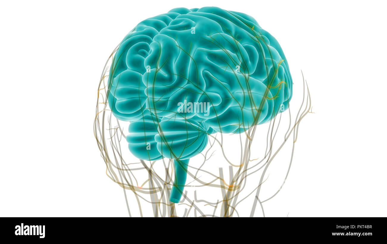 Cerveau humain avec l'anatomie du système circulatoire Banque D'Images Cerveau humain avec l'anatomie du système circulatoire Banque D'Images
