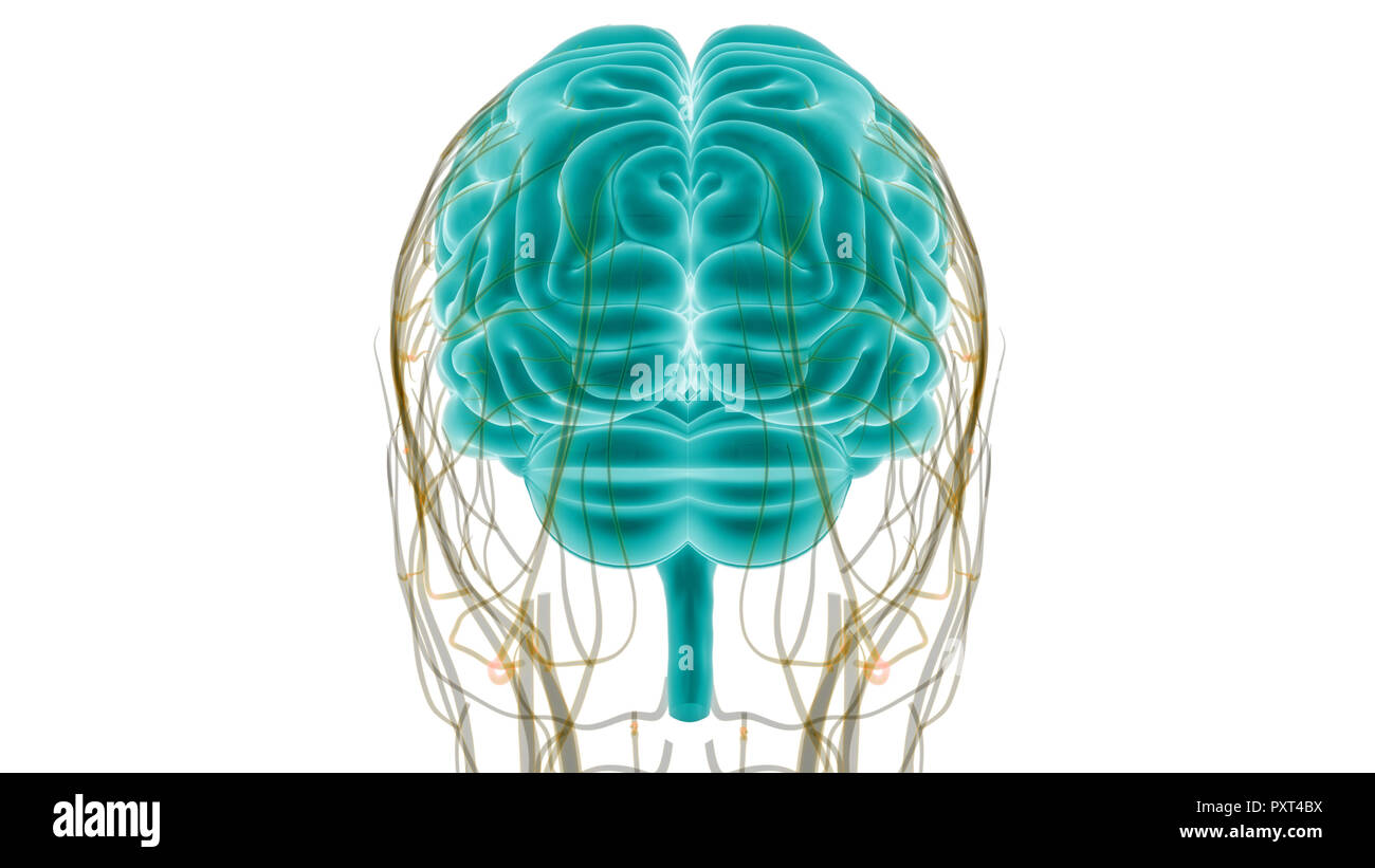 Cerveau humain avec l'anatomie du système circulatoire Banque D'Images Cerveau humain avec l'anatomie du système circulatoire Banque D'Images