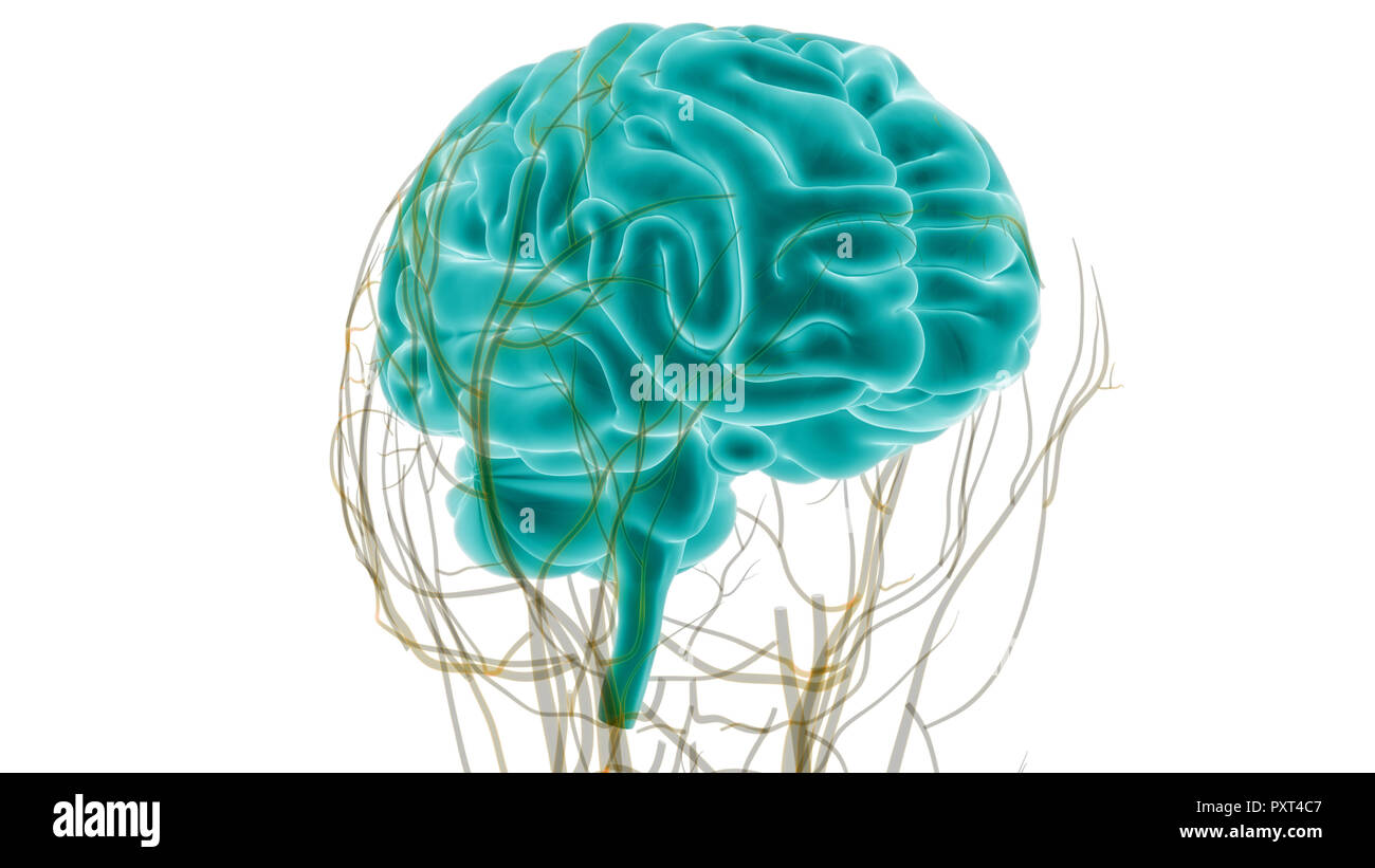 Cerveau humain avec l'anatomie du système circulatoire Banque D'Images Cerveau humain avec l'anatomie du système circulatoire Banque D'Images
