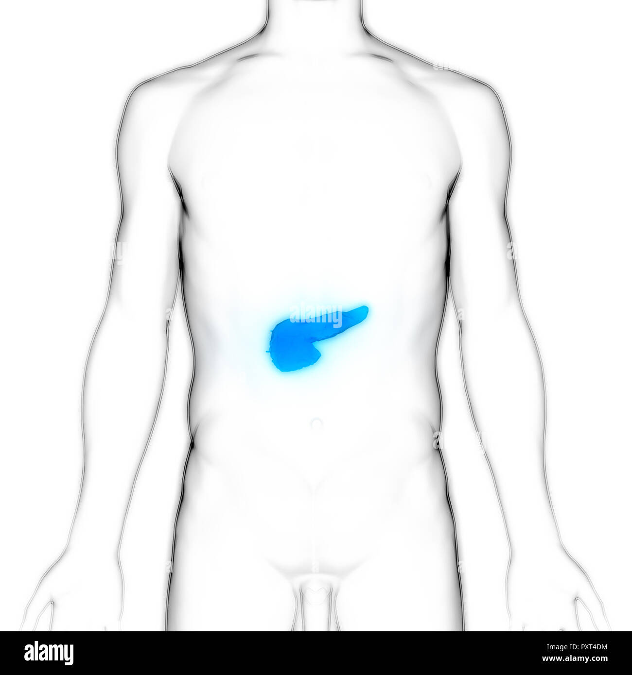 Les organes internes du corps humain Anatomie du pancréas Banque D'Images