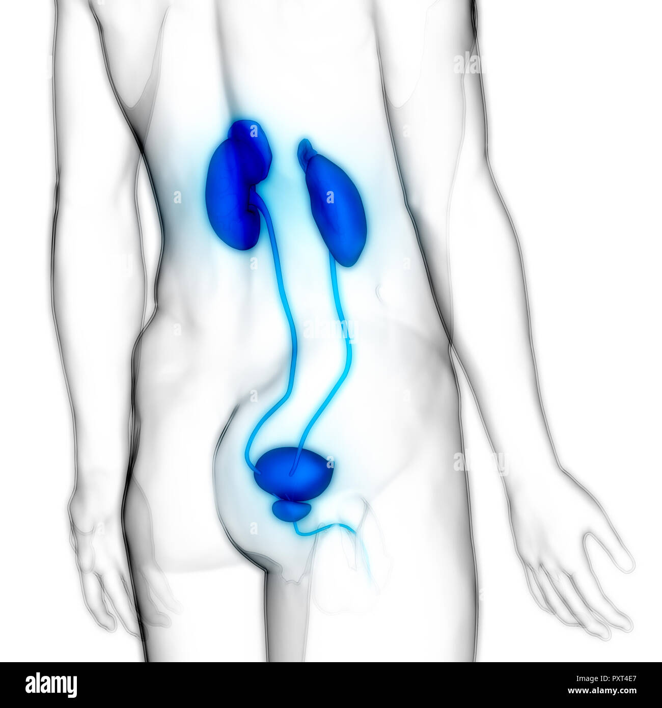 Les droits de l'appareil urinaire les reins avec l'anatomie de la vessie Banque D'Images