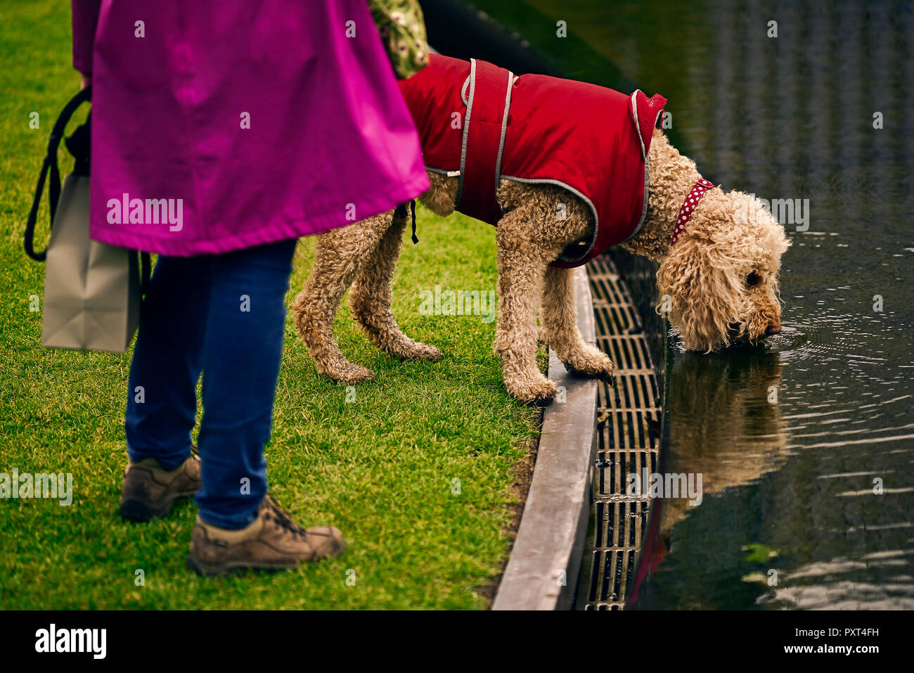 K9 avec Red Coat de boire de l'eau de piscine Banque D'Images