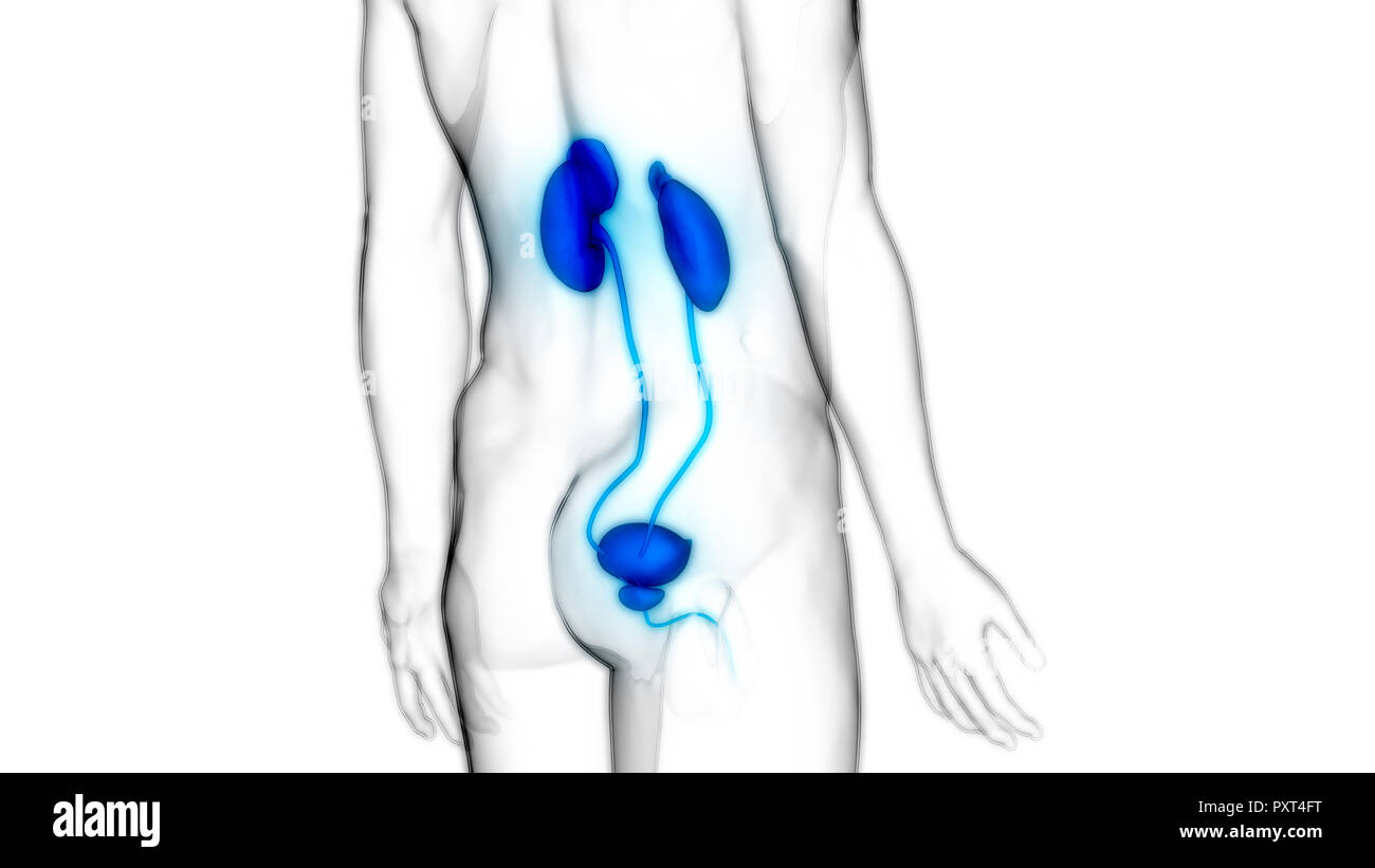 Les droits de l'appareil urinaire les reins avec l'anatomie de la vessie Banque D'Images