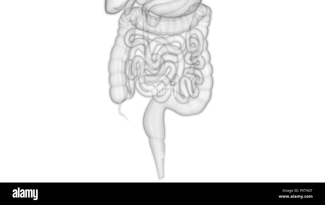Système digestif humain grand et petit intestin anatomie Banque D'Images
