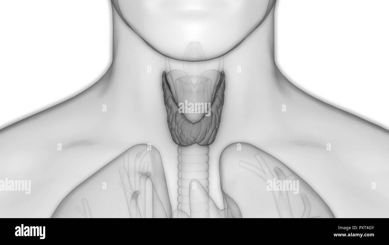 Les glandes thyroïde Anatomie Humaine Banque D'Images