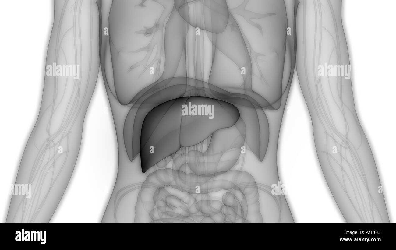 Anatomie du foie humain Banque D'Images
