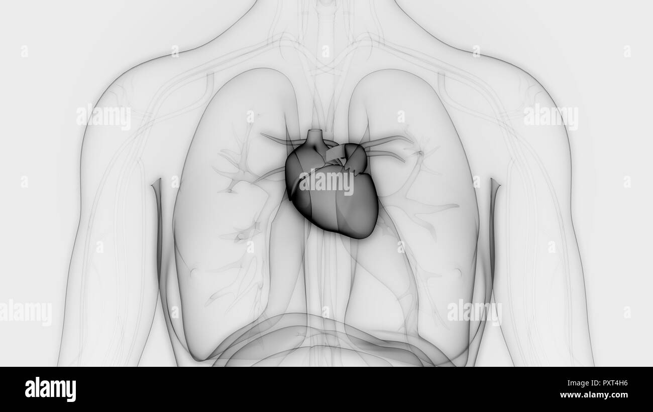 Les droits de l'anatomie du Cœur du Système cardiovasculaire Banque D'Images