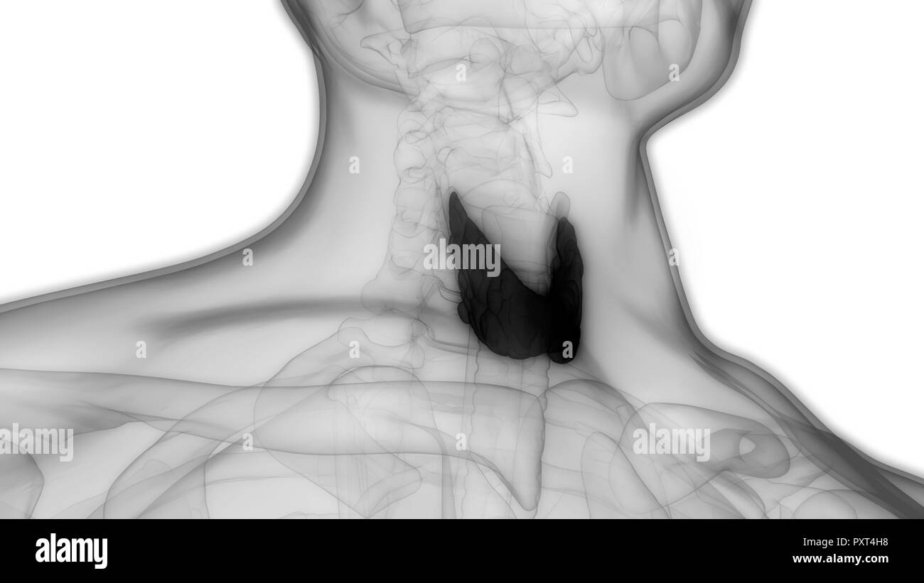 Les glandes du corps humain Anatomie de la glande thyroïde Banque D'Images