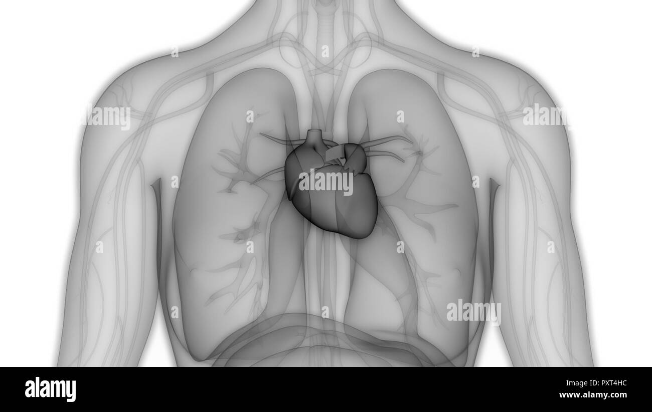 Les droits de l'anatomie du Cœur du Système cardiovasculaire Banque D'Images