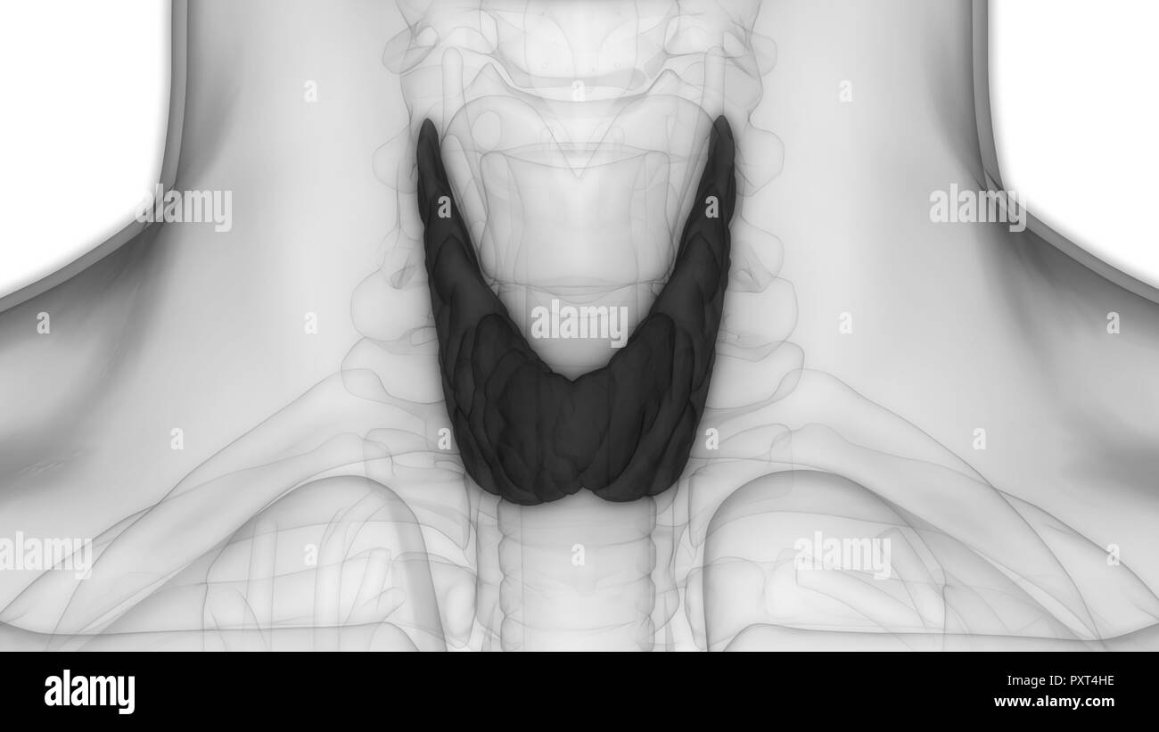 Les glandes du corps humain Anatomie de la glande thyroïde Banque D'Images
