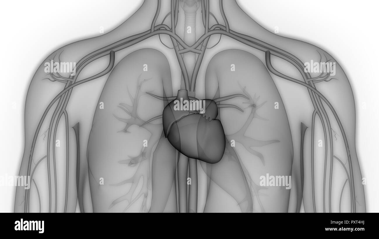 Les droits de l'anatomie du système circulatoire Banque D'Images