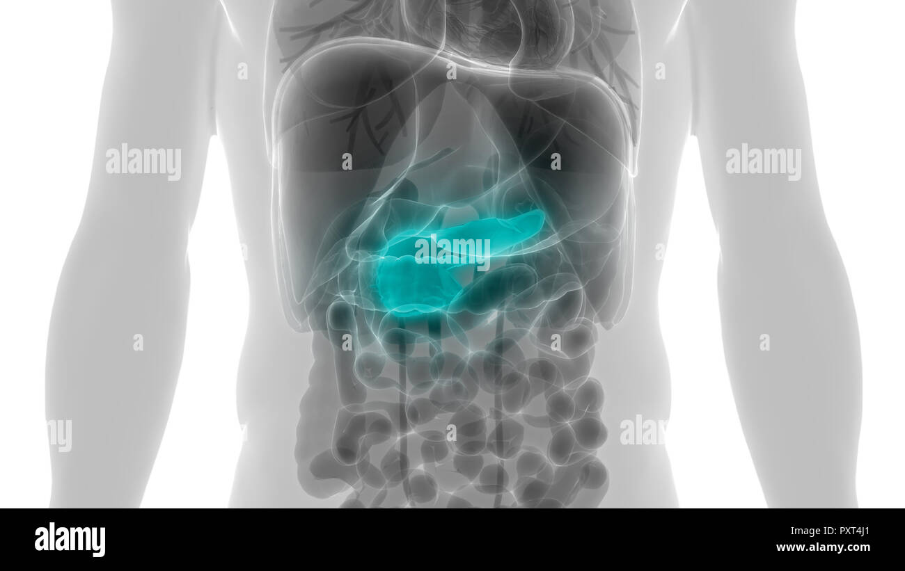 Les organes internes du corps humain Anatomie du pancréas Banque D'Images
