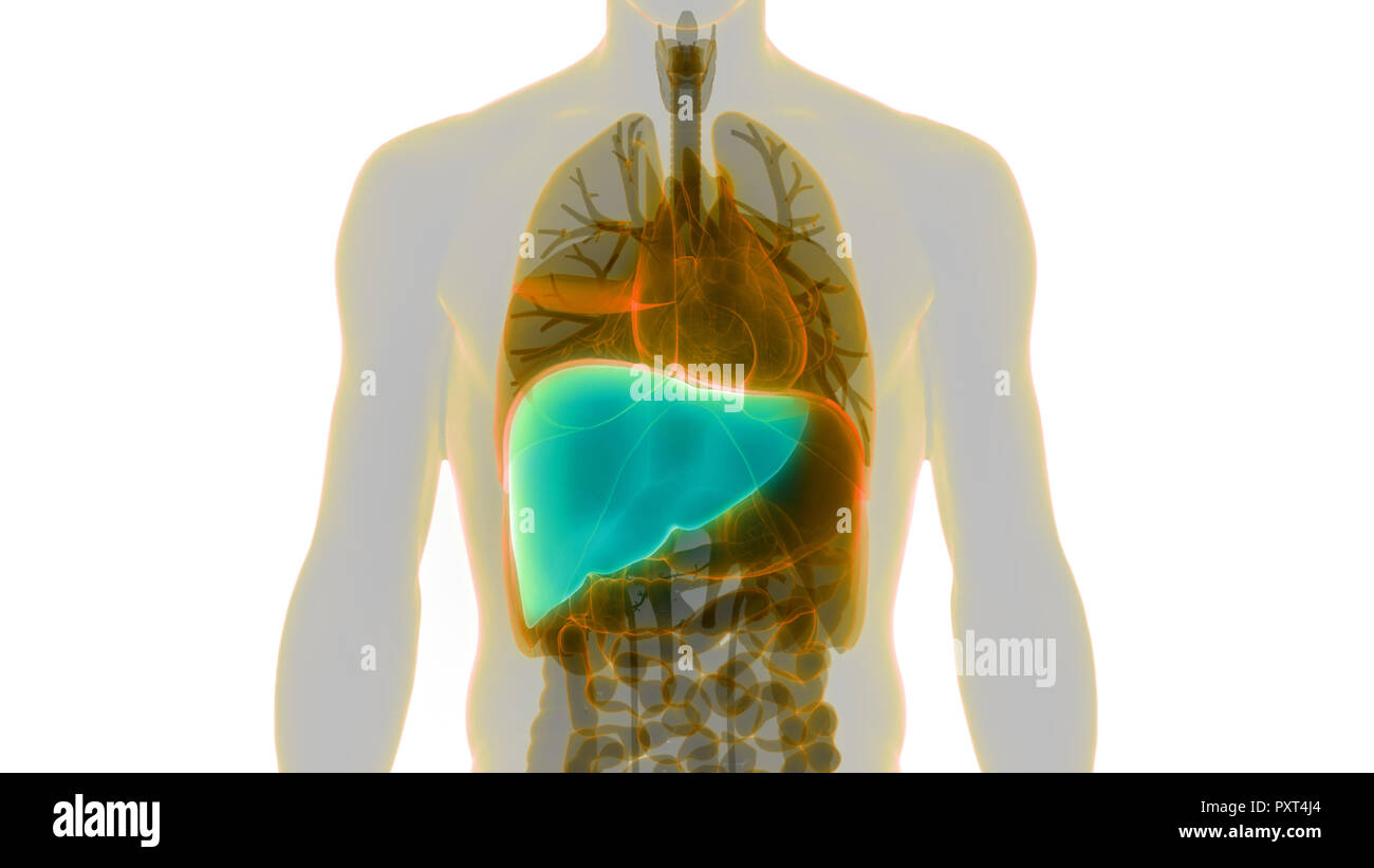 Anatomie du foie humain Banque D'Images
