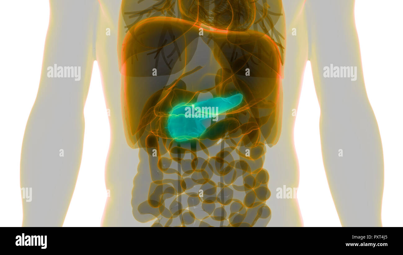 Les organes internes du corps humain Anatomie du pancréas Banque D'Images