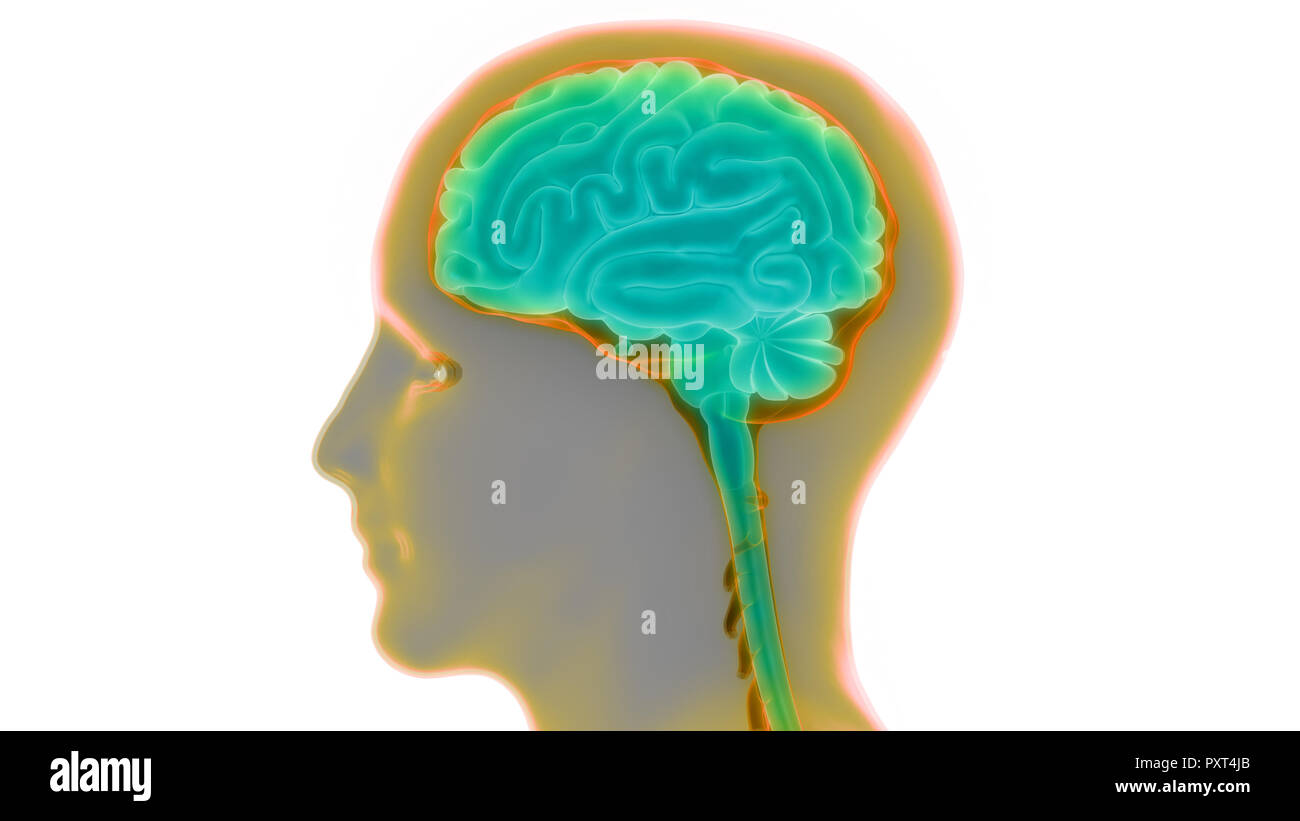 L'anatomie du cerveau humain Banque D'Images L'anatomie du cerveau humain Banque D'Images