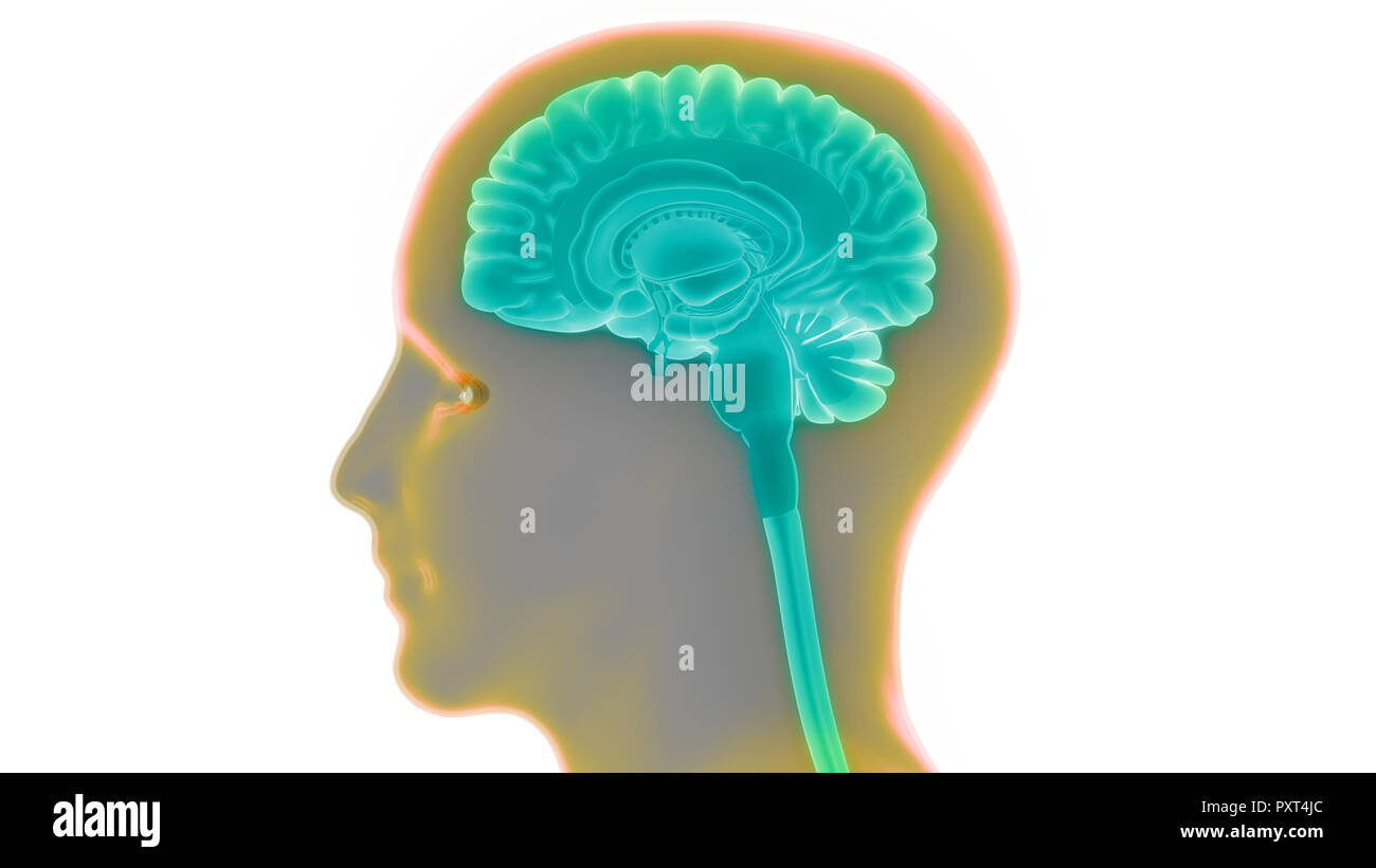 L'anatomie du cerveau humain Banque D'Images L'anatomie du cerveau humain Banque D'Images