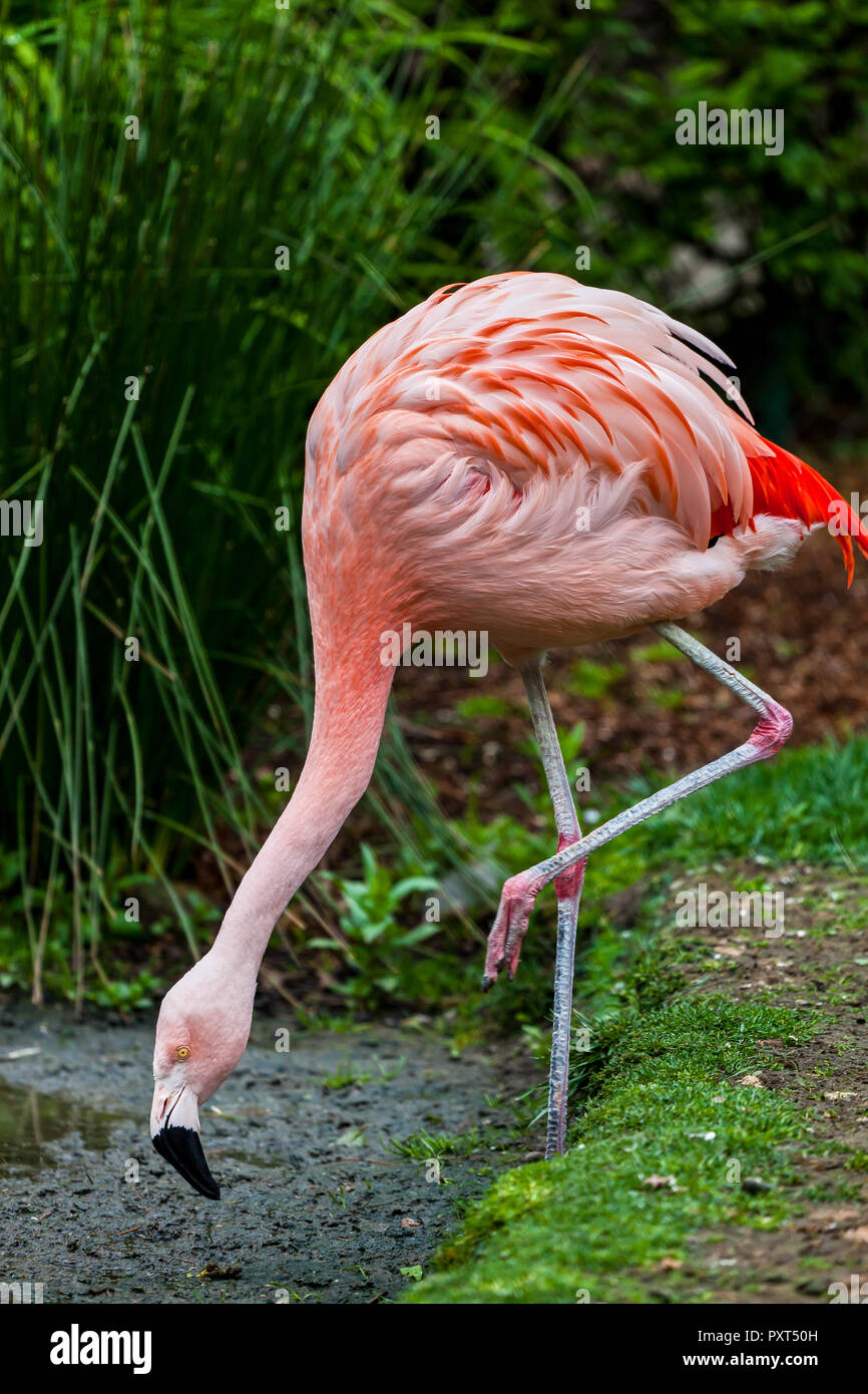 Flamant rose debout sur une jambe, la tête en bas, pour manger dans l'herbe et la boue Banque D'Images