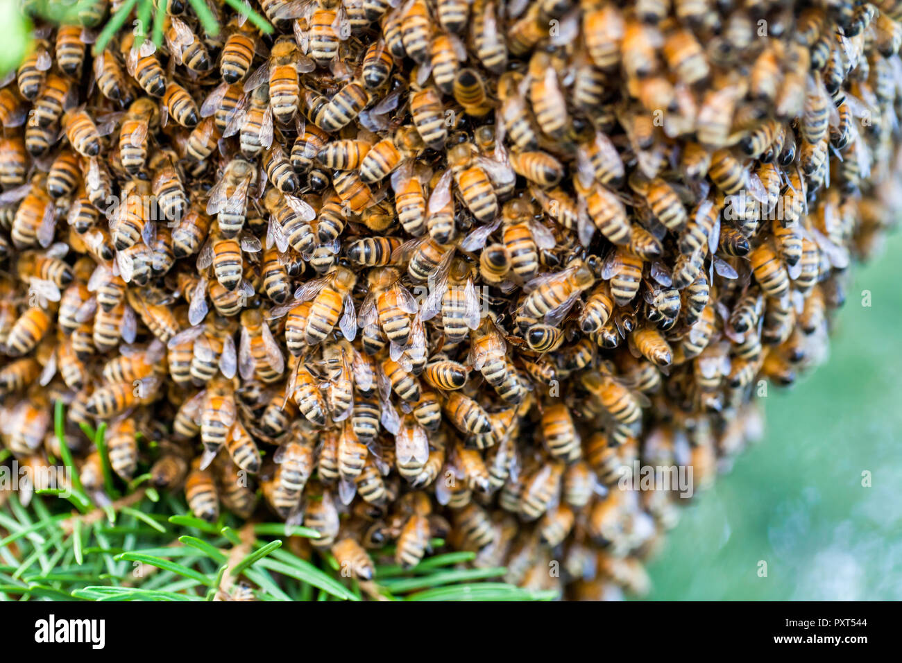 Un Essaim De Milliers D Abeilles Dans Un Pin Dans L Etat De Washington Usa Photo Stock Alamy