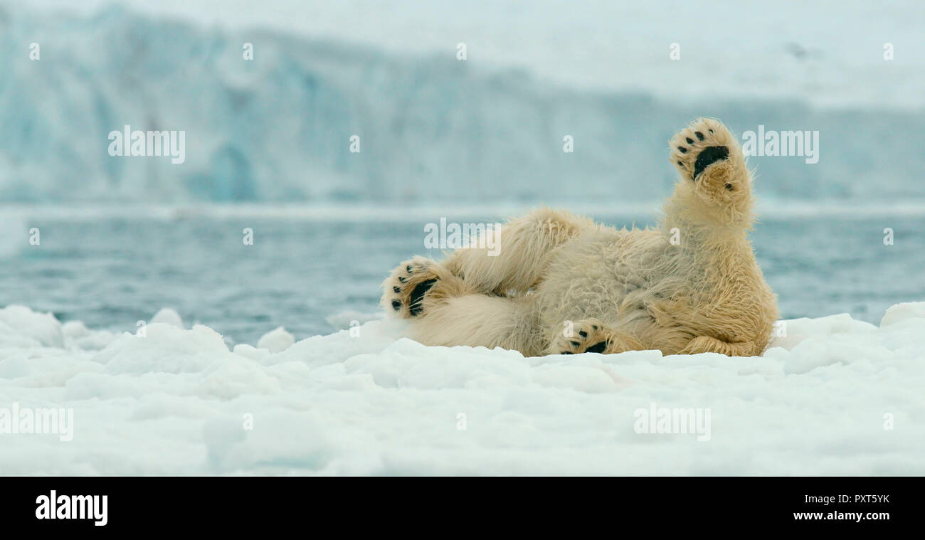 L'ours polaire (Ursus maritimus) rouler dans la neige, Svalbard, Norvège, de l'Arctique norvégien Banque D'Images