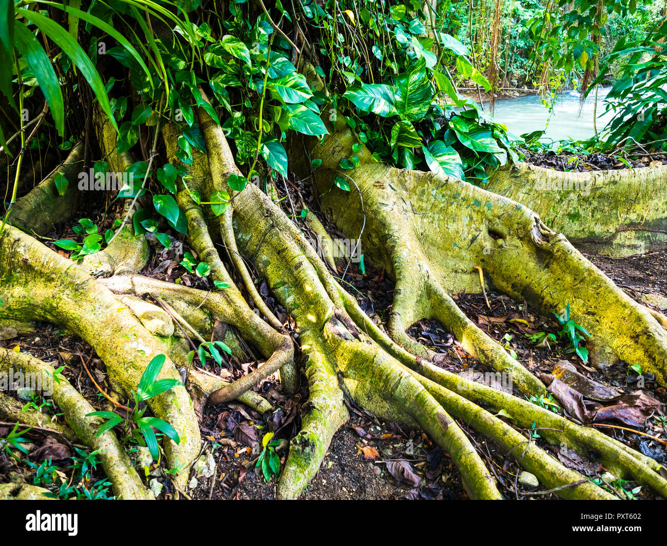 Les racines des arbres à la rivière Martha Brae, région Montego Bay, Jamaïque, Antilles, Caraïbes Banque D'Images