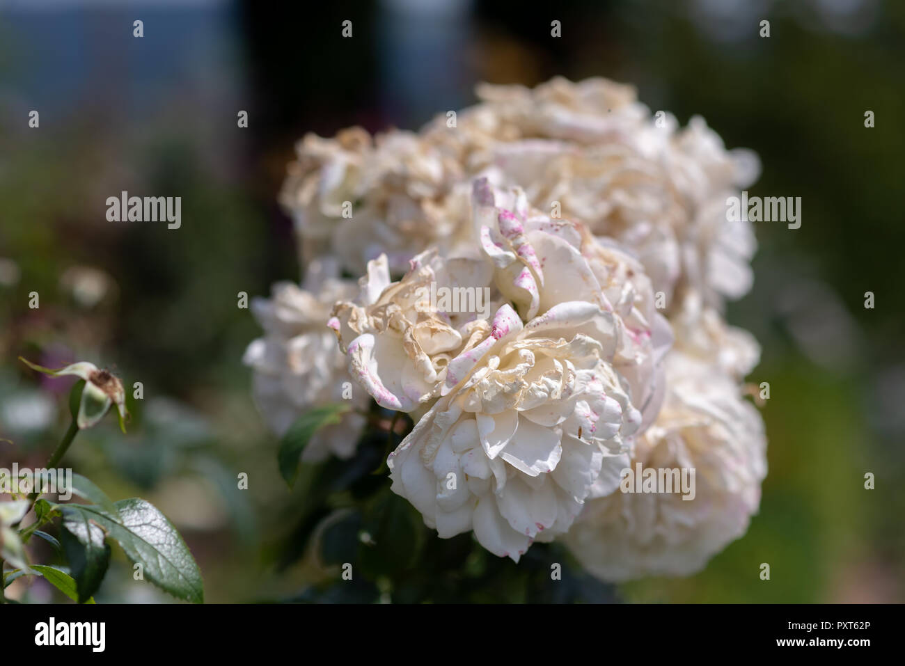 Extérieur Couleur Nature Fleur Image Dun Bouquet Luxuriant