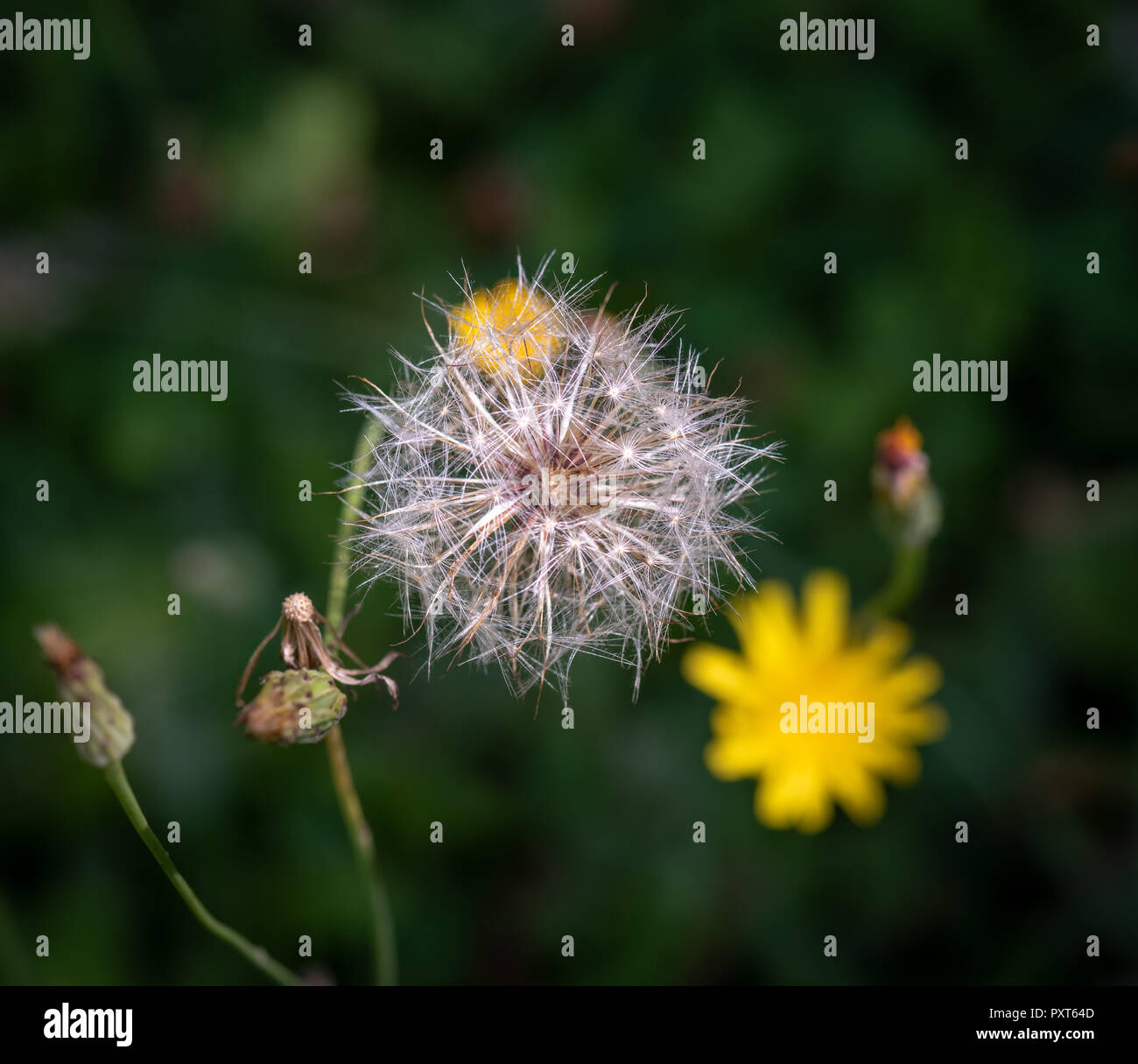 Pissenlit Isole Banque D Image Et Photos Alamy Pissenlit Isole Banque D Image Et Photos Alamy