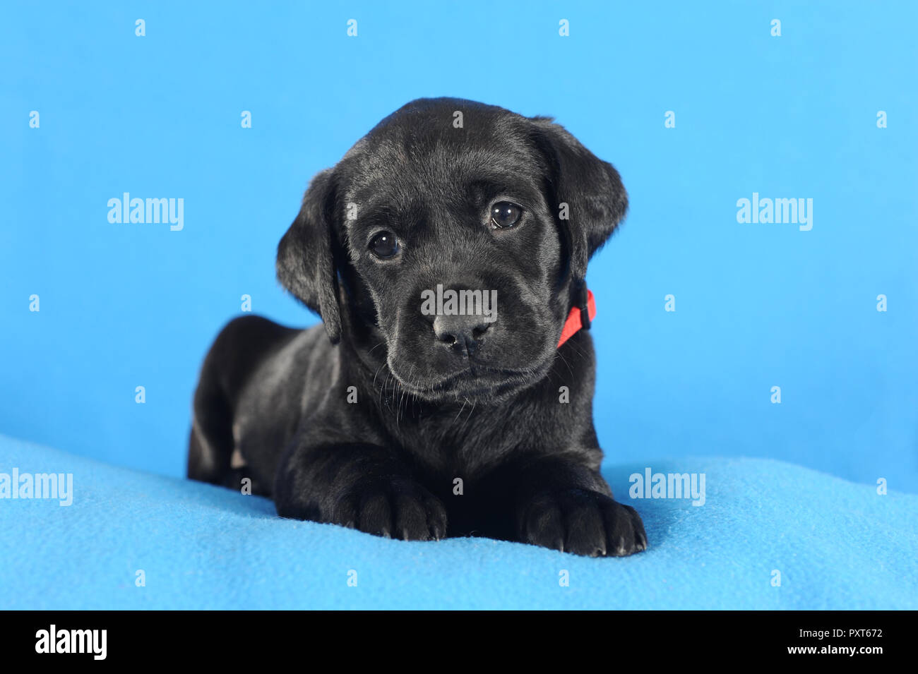 Labrador Retriever noir, chiot 5 semaines, couché sur une couverture bleue, Autriche Banque D'Images