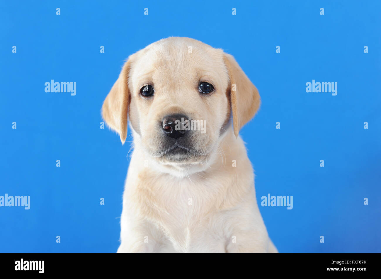Labrador Retriever, jaune, chiot 5 semaines, animal portrait, Autriche Banque D'Images