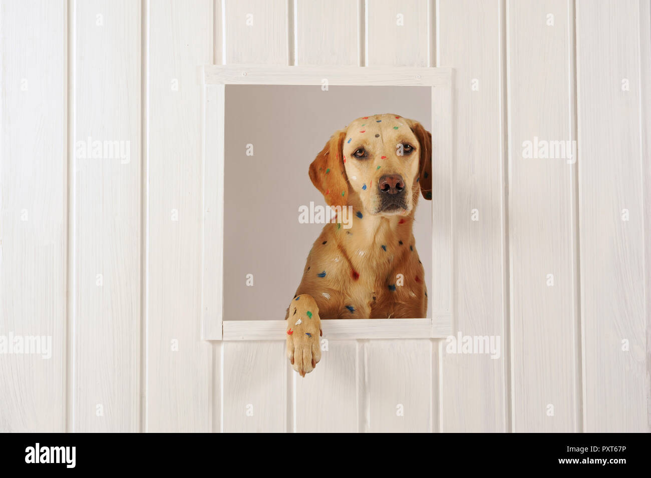 Labrador Retriever, jaune, chienne, a taches de couleur sur sa fourrure, regarde à travers la vitre, Autriche Banque D'Images