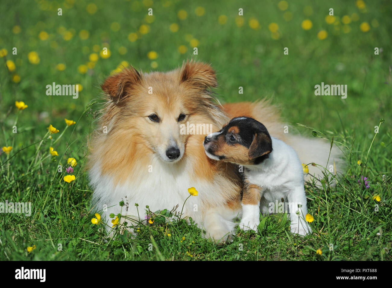 Jack Russell Terrier, tricolore, chiot 7 semaines et Sheltie, sable, bitch, assis dans flower meadow, Autriche Banque D'Images