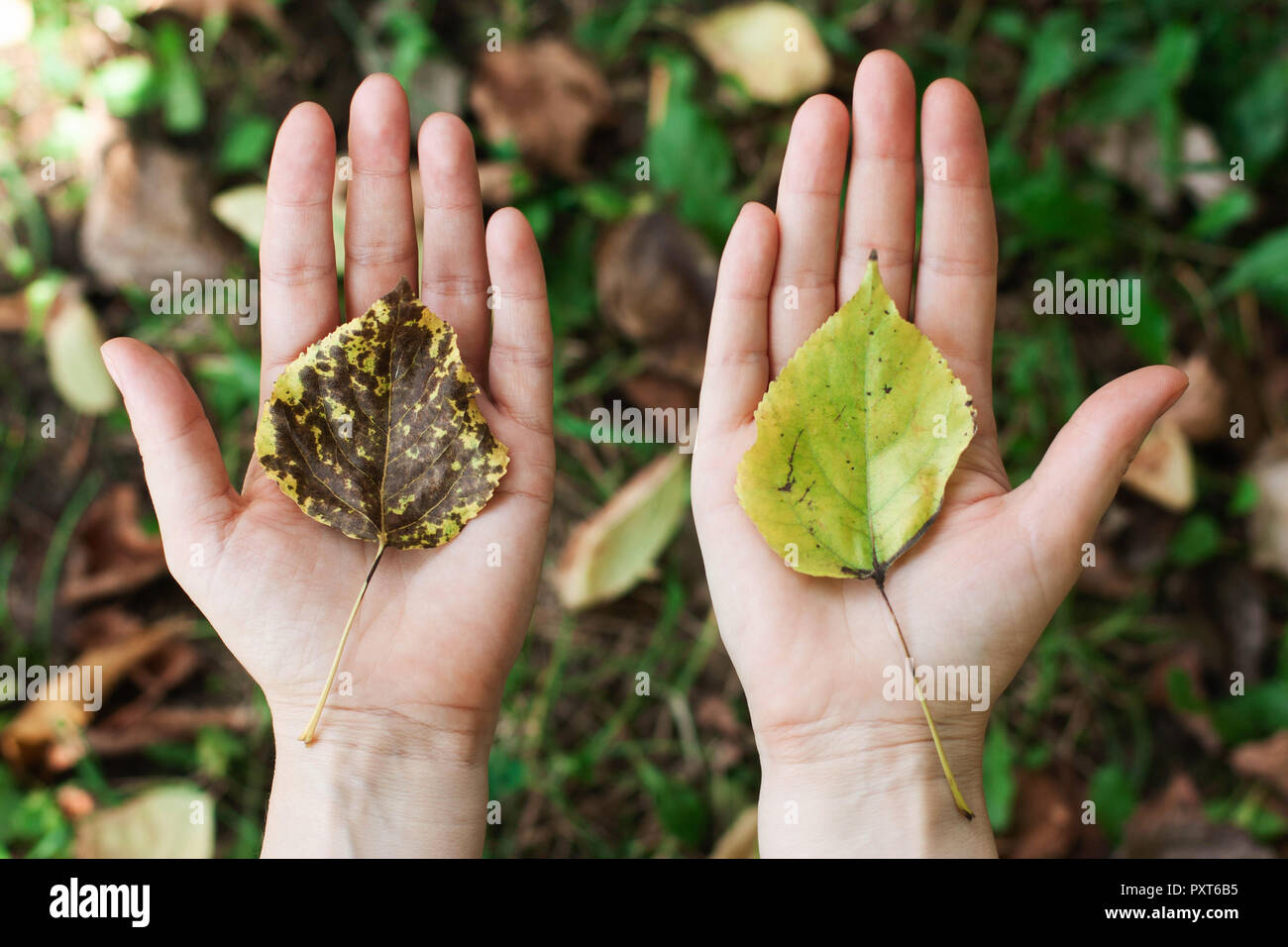 Concept de protection de la nature, l'environnement, l'écologie, de l'éco. feuille avec un arbre dans les mains, paumes. Banque D'Images