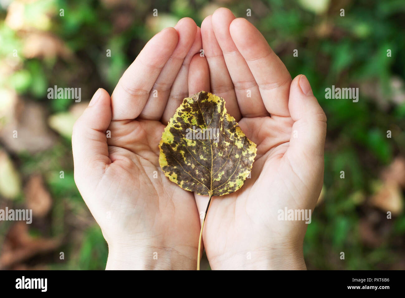 Un arbre avec des feuilles dans les mains, paumes. Concept de protection de la nature, l'environnement, Banque D'Images