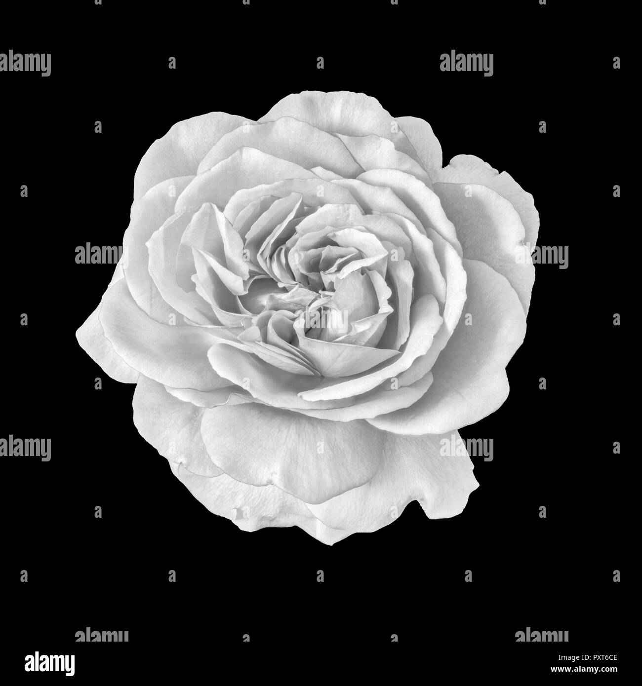 Fine Art Nature Morte Noir Et Blanc Fleur Monochrome Photo