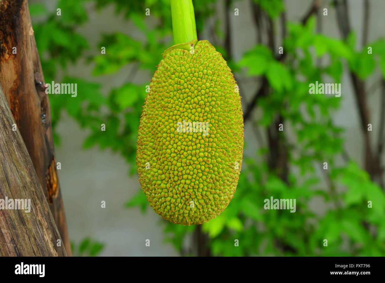 Gros plan du jackfruit in garden Banque D'Images