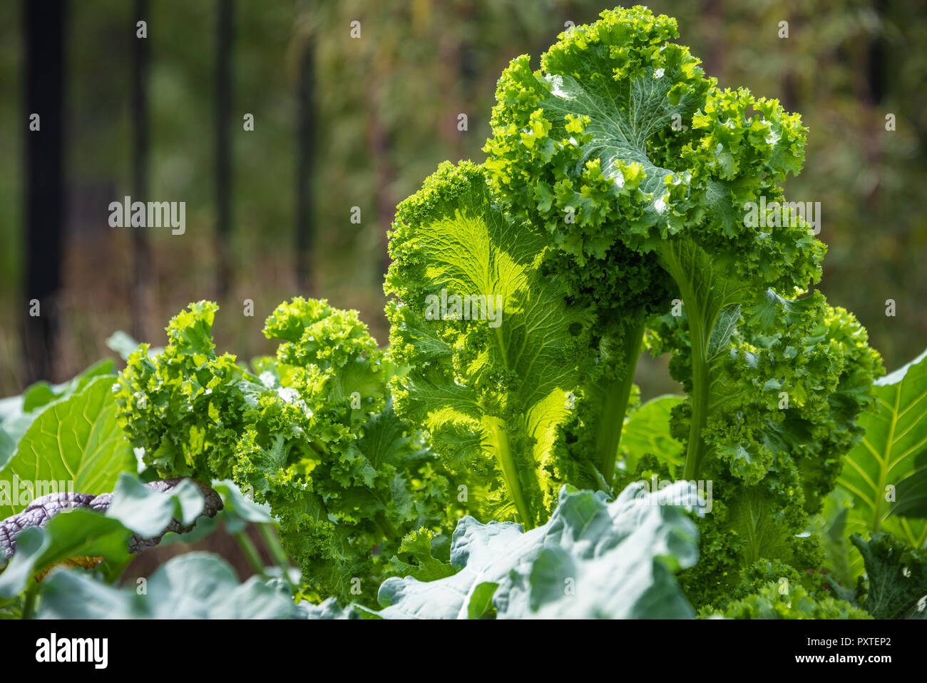 Le Kale, un nutriments superfood, poussant dans un jardin communautaire dans la région métropolitaine d'Atlanta, Géorgie. Banque D'Images