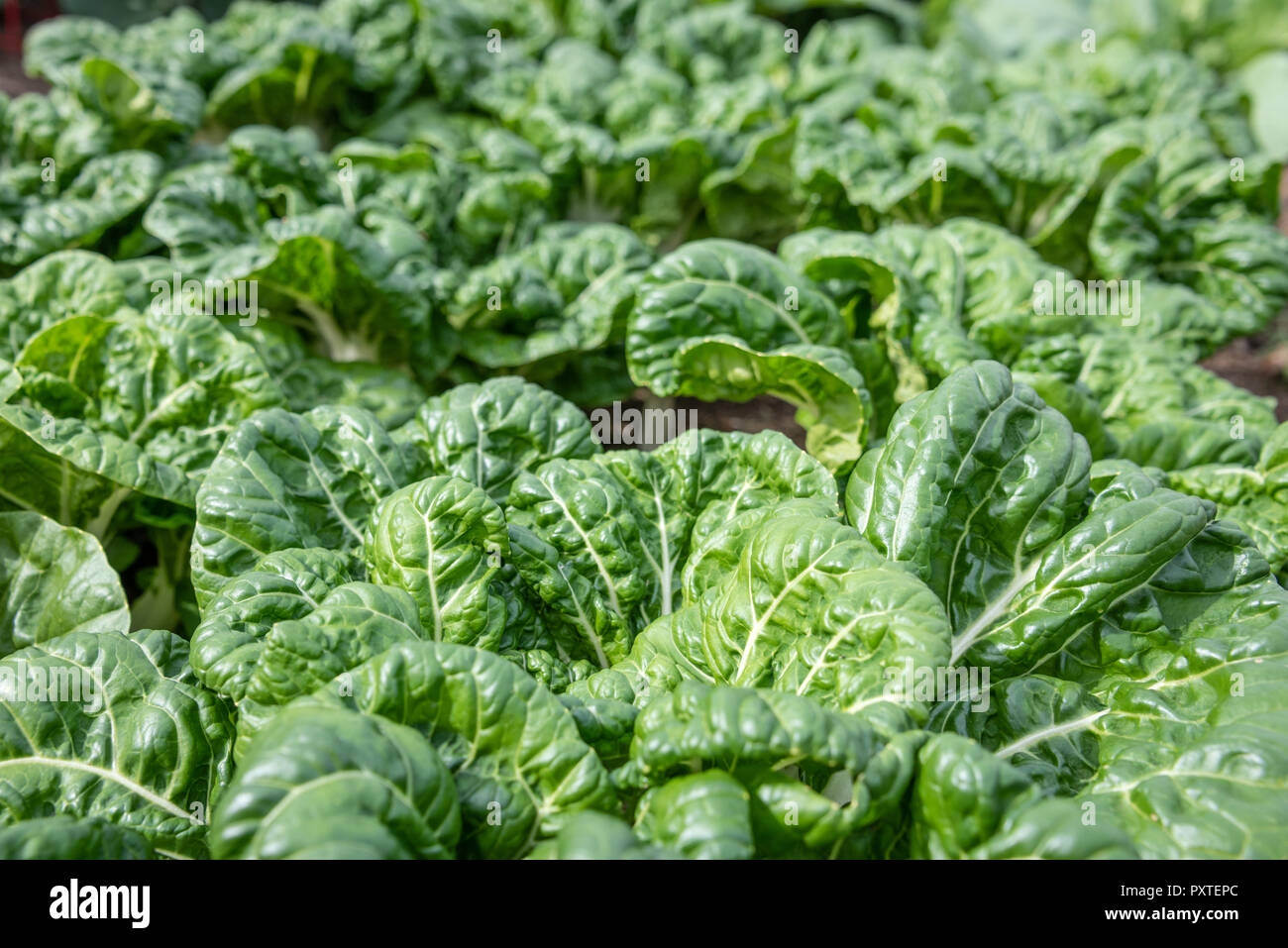 Le Bok choy poussant dans un jardin communautaire dans la région métropolitaine d'Atlanta, Géorgie. Banque D'Images