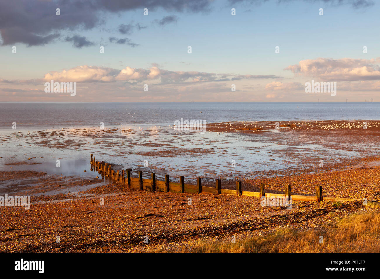 La lumière vive juste avant le coucher du soleil pendant le mois de février sur la plage de galets à Seasalter, près de Hastings sur la côte nord du Kent, au Royaume-Uni. Banque D'Images