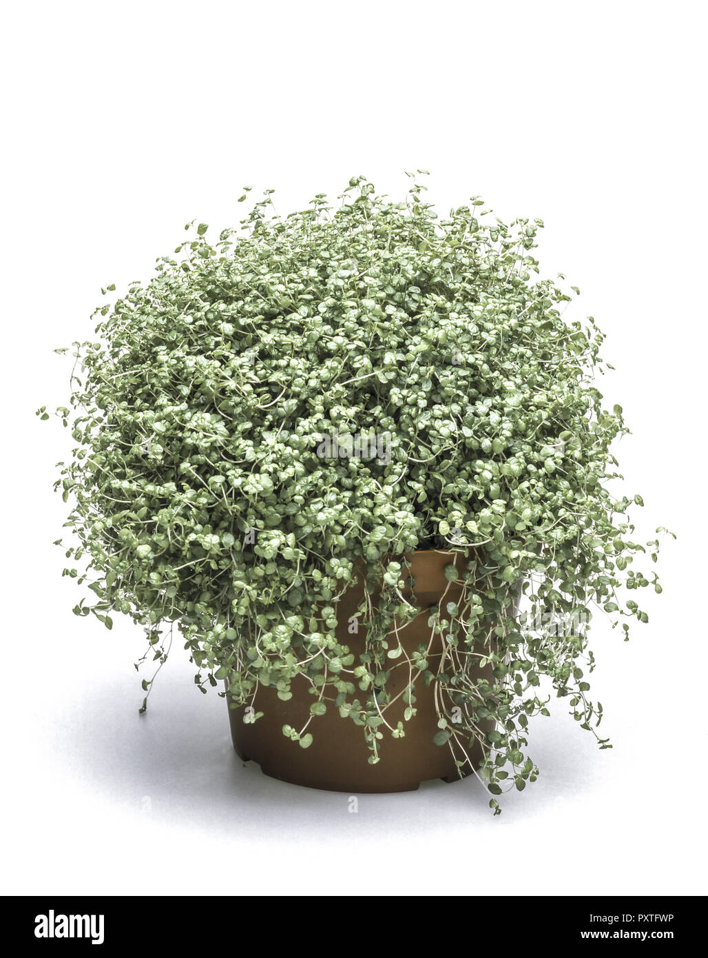 Blumentopf Soleirolia Soleirolii Bubikopf Zimmerpflanzen Angels Tears Les Larmes Du Bebe Soleirolia Soleirolii Plante En Pot Bebe Larmes Vert Photo Stock Alamy