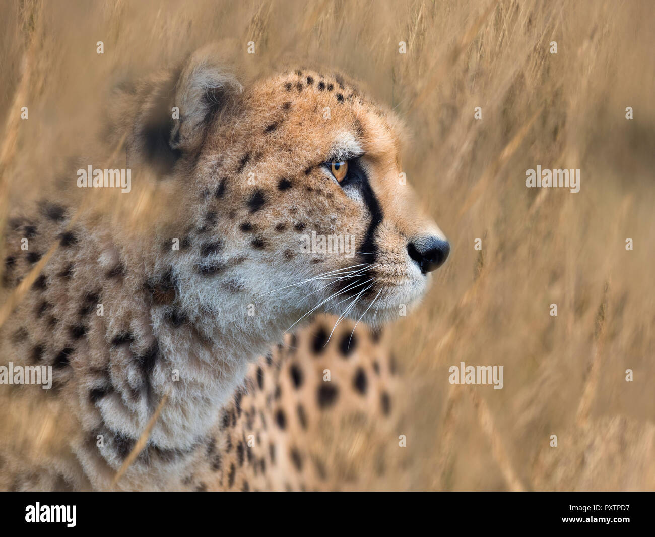 Le guépard Acinonyx jubatus traque ses proies Banque D'Images