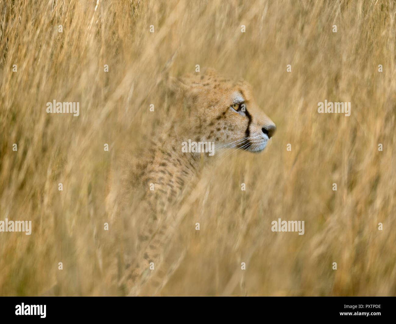 Le guépard Acinonyx jubatus traque ses proies Banque D'Images