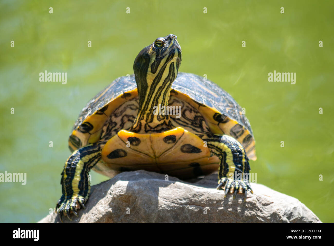 Un curieux d'avoir une tortue de regarder autour d'un rocher dans un étang Banque D'Images