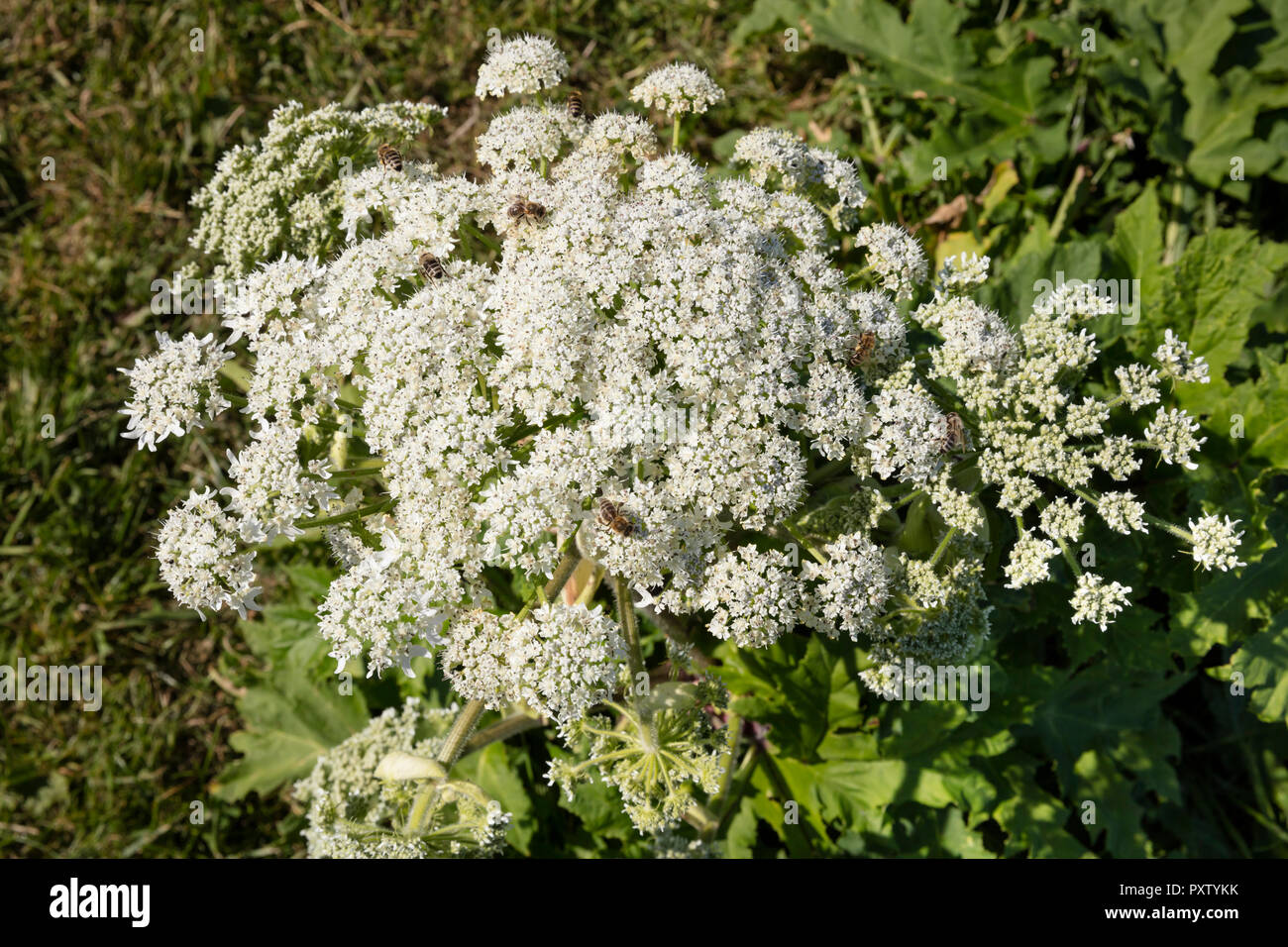 La berce du Caucase avec des abeilles Banque D'Images