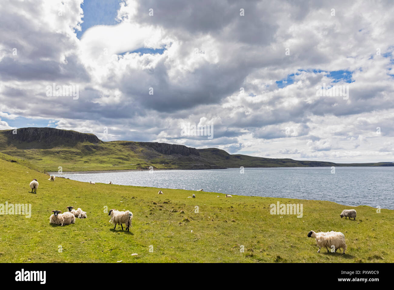 Royaume-uni, Ecosse, Hébrides intérieures, à l'île de Skye, brebis de Duntulm vue mer Banque D'Images