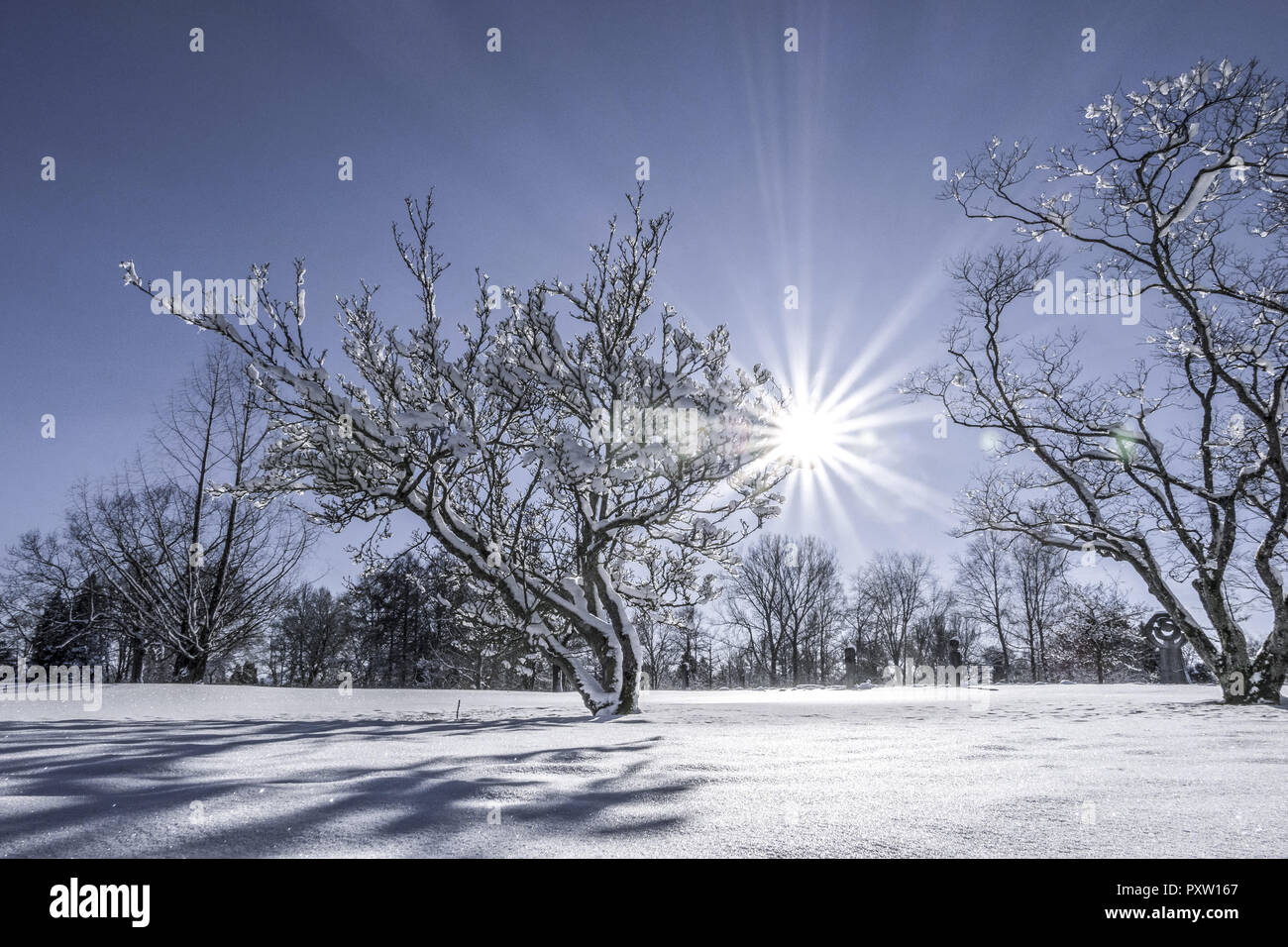 Paysage d'hiver Banque D'Images