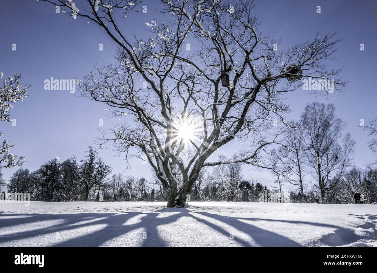 Paysage d'hiver Banque D'Images