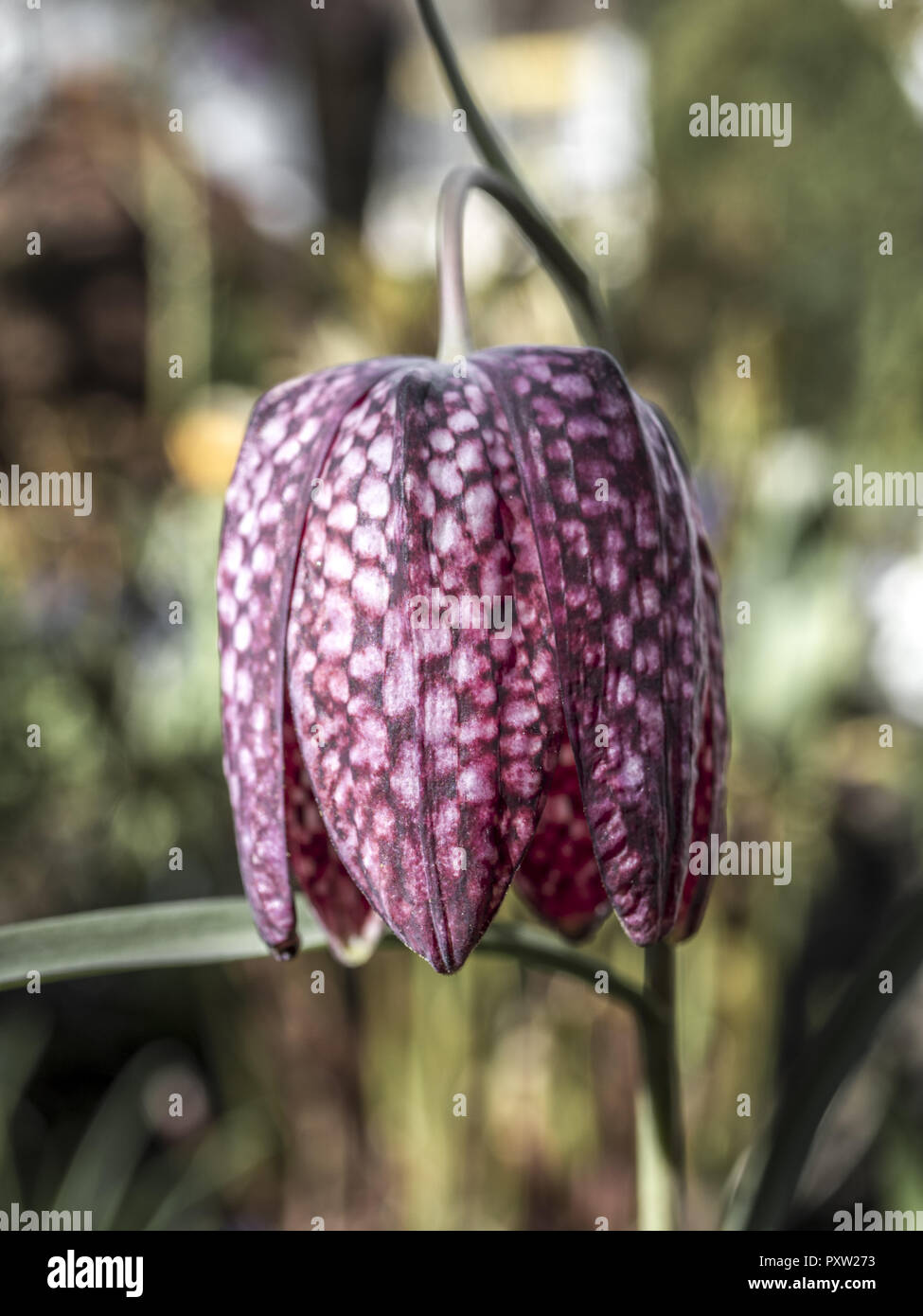 Tête de serpent Fritillaria Banque D'Images