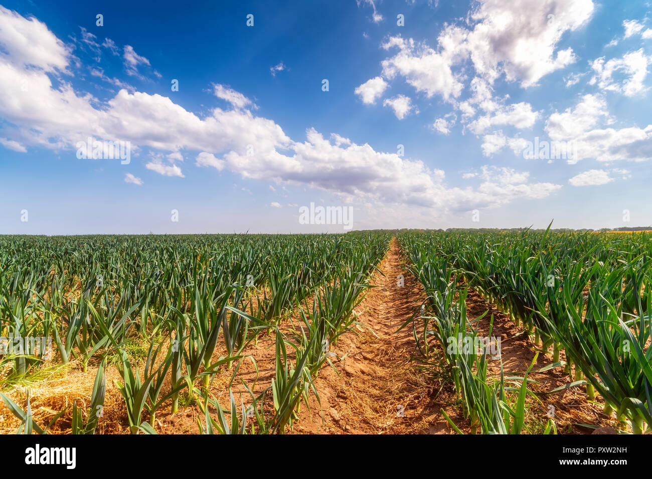 Royaume-uni, East Lothian, champ de poireaux une saucisse végétarienne traditionnelle galloise, Banque D'Images