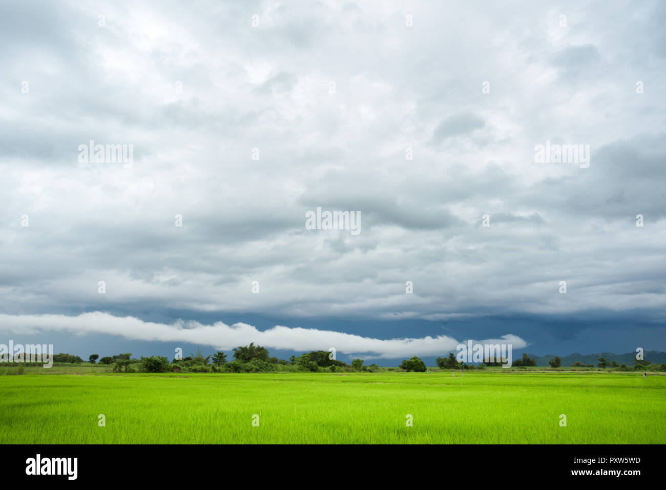 Champ de riz vert dans un jour nuageux, province de Sukhothai Thaïlande Banque D'Images